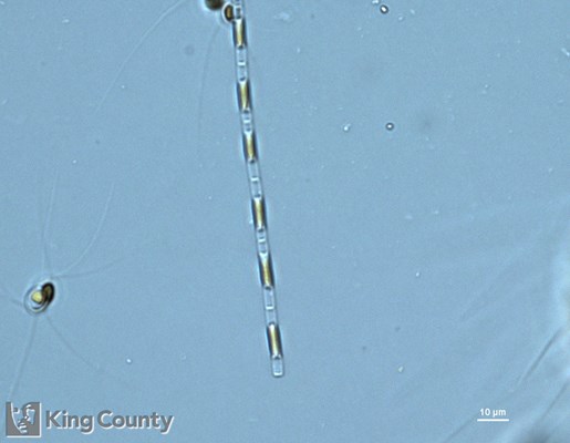Photo of Leptocylindrus minimus